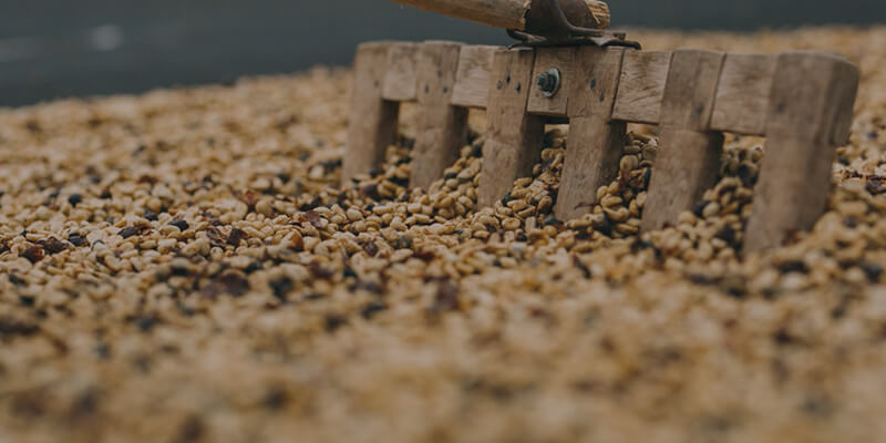 BEAN TO CUP