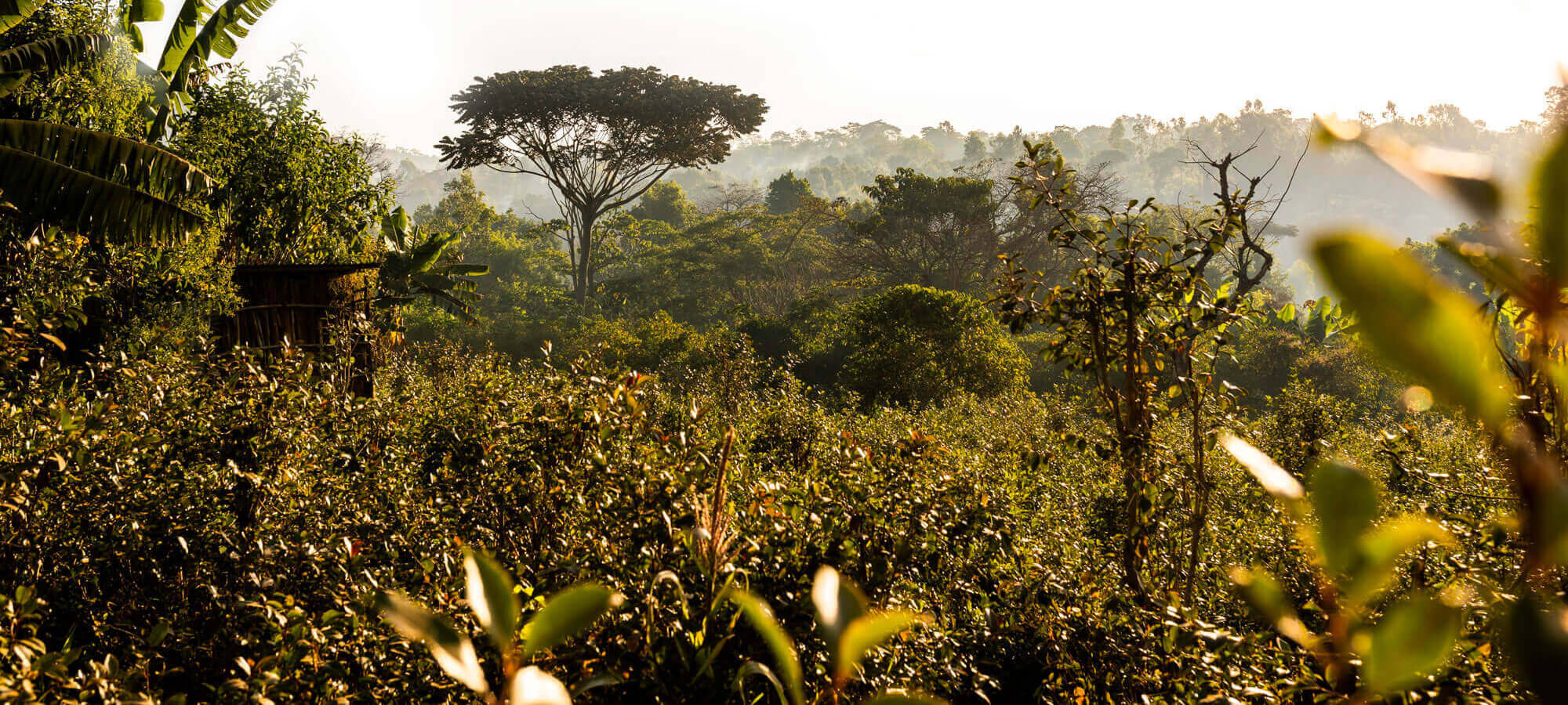 Ethiopia Damo