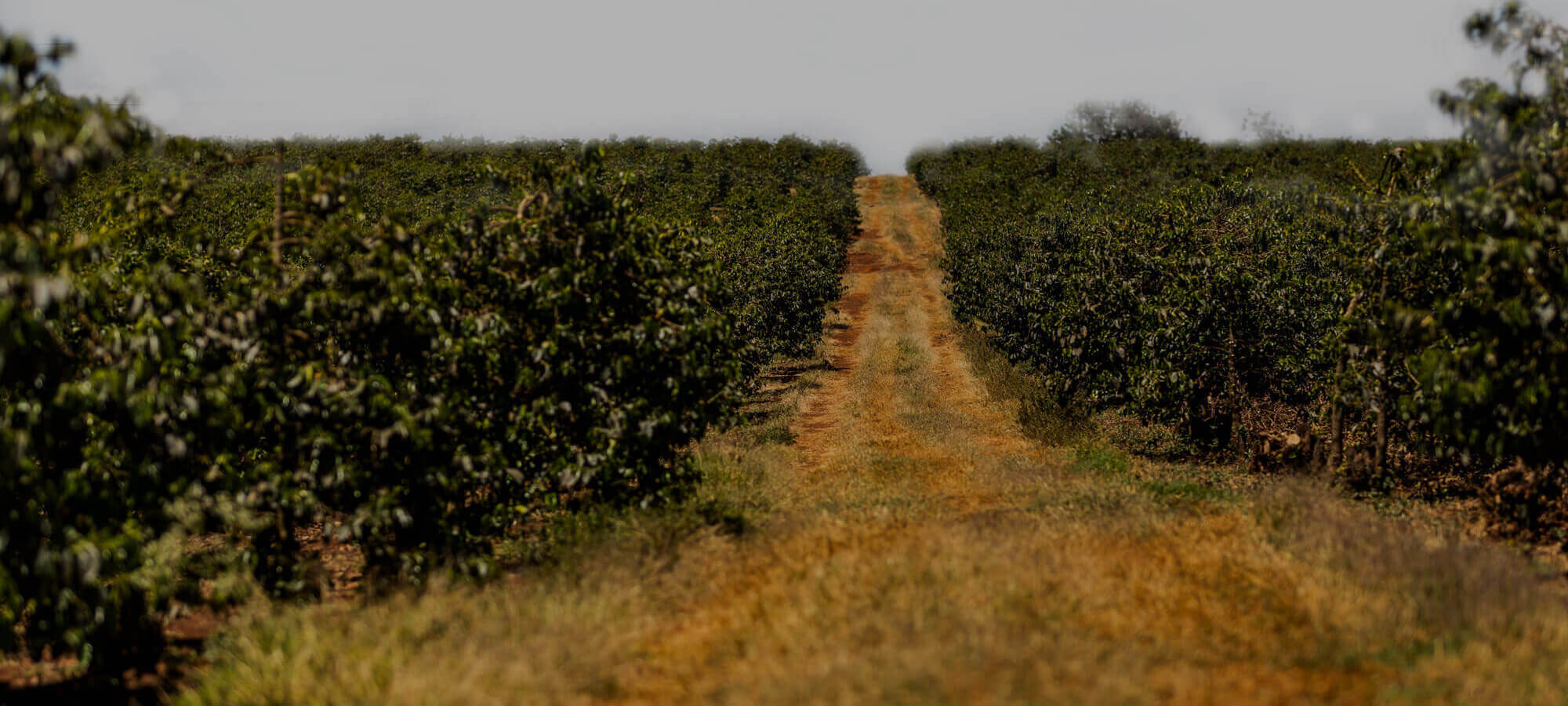 Ethiopia Kutigenge