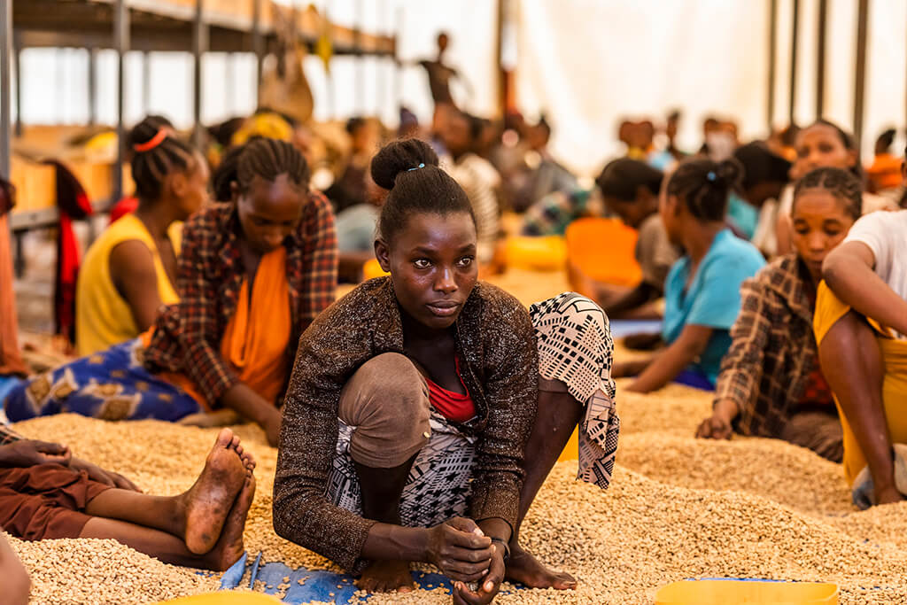 Coffee Island International Women's Day, Ethiopian women closely selecting coffee beans.