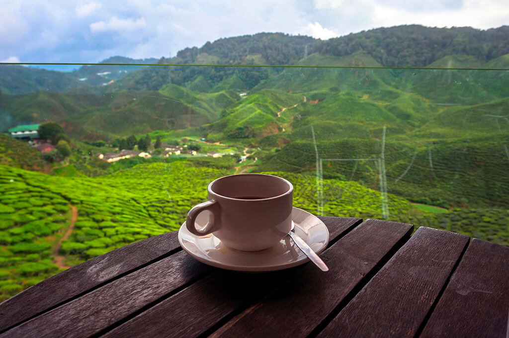 COFFEE WITH A FOREST VIEW